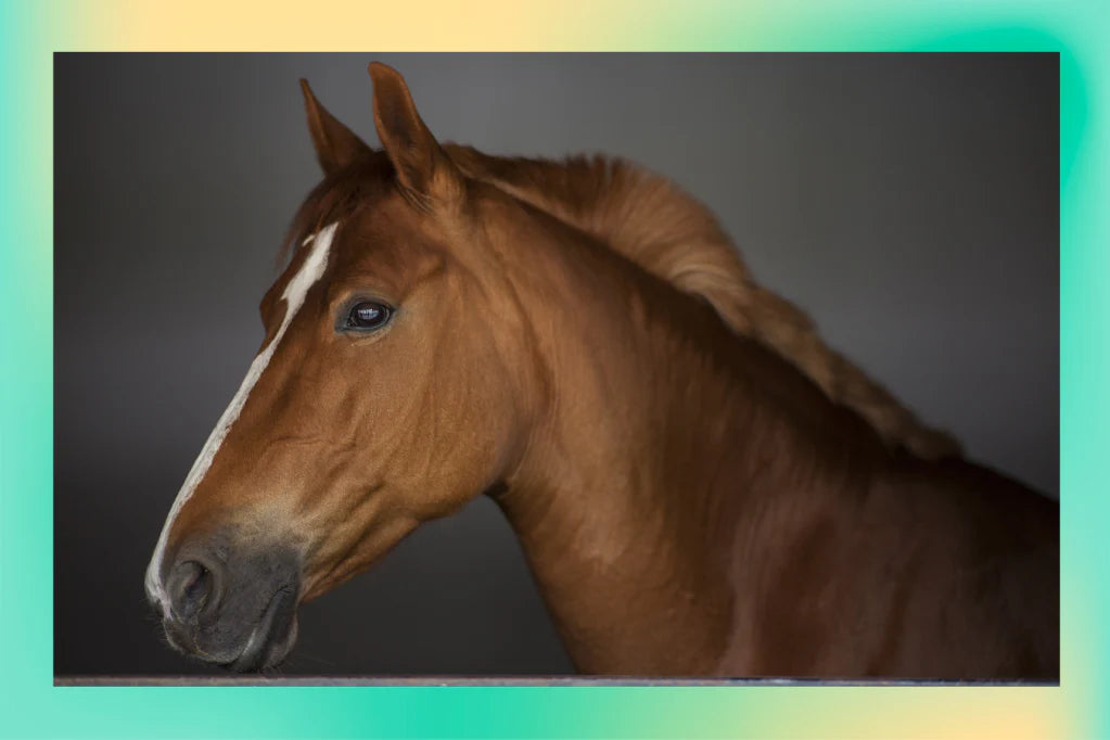 How to Keep Your Horse Fit During Recess Periods