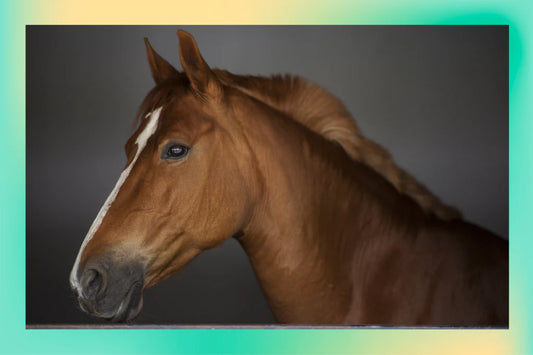 How to Keep Your Horse Fit During Recess Periods