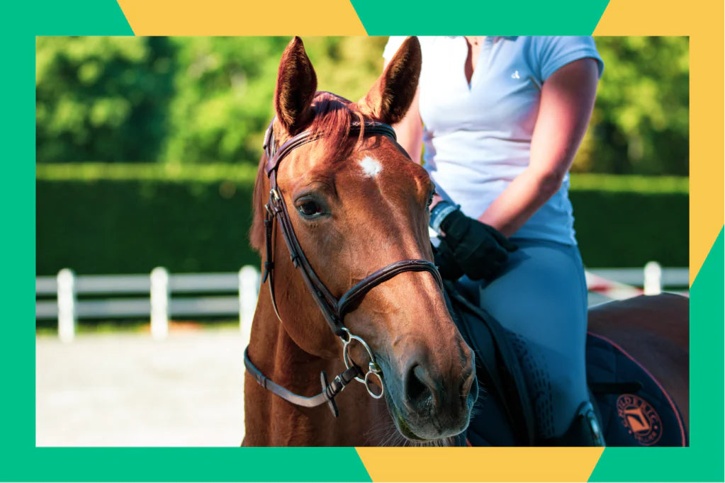 Essential Warm-up and Stretching Tips for Horses