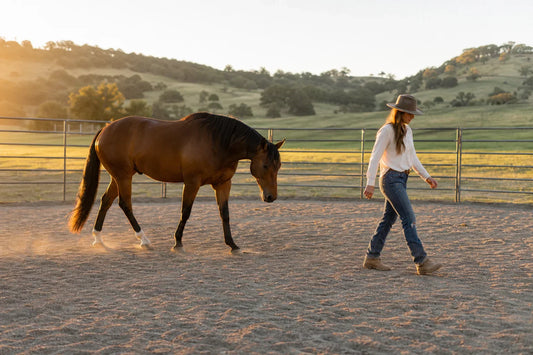 10 Groundwork Exercises to Build Horse Trust