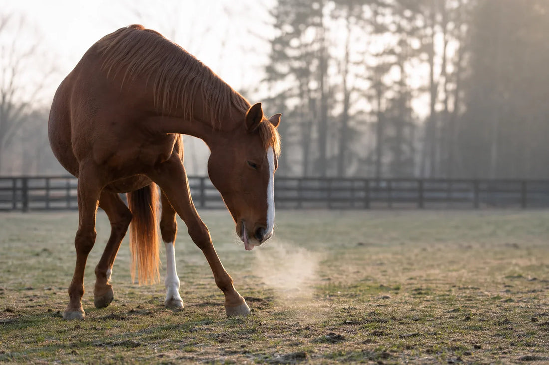 5 Clear Signs Your Horse Is Relaxed (With Photos)