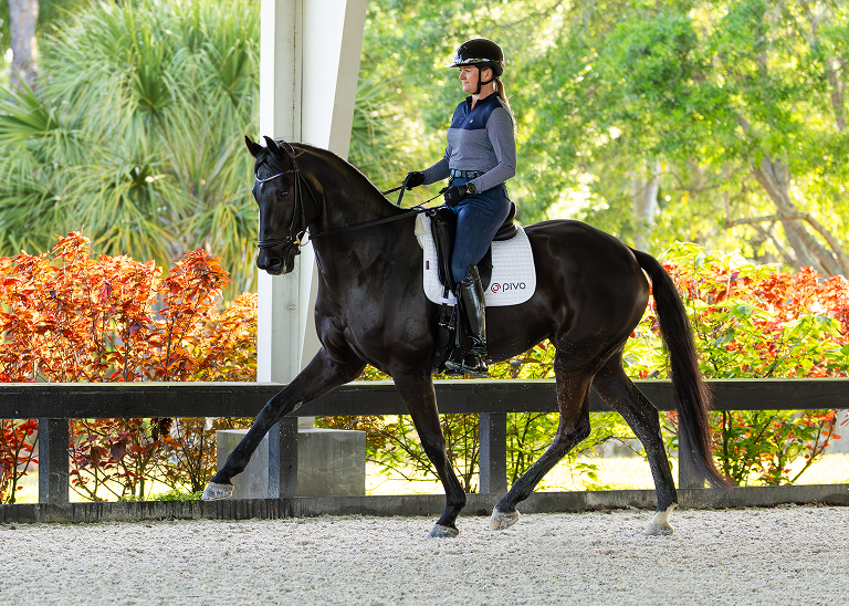 Séance 01 : cheval de dressage noir au trot, la première de deux séances comparées