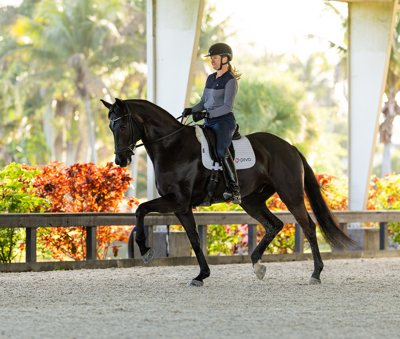 Séance 02 : le même cheval de dressage noir en trot allongé, comparé à la séance précédente