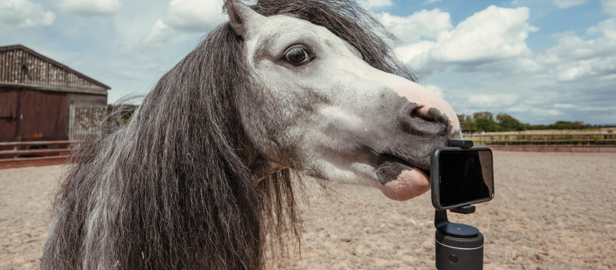 Every Horse. One History.