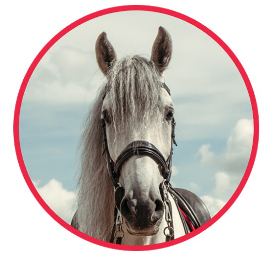 Photo de profil de Thunder, un cheval gris avec une bride de dressage