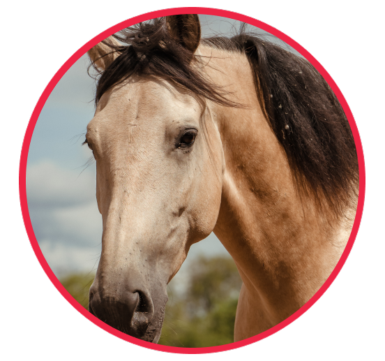 Porträt eines Buckskin-Pferdes, das als Profilfoto in einem Trainingsprotokoll verwendet wird